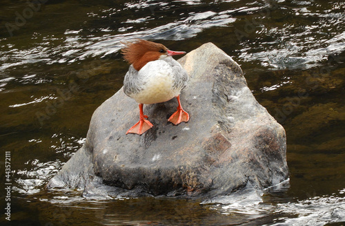 female merganser on a boulder in the south platte river in waterton canyon in littleton, colorado photo