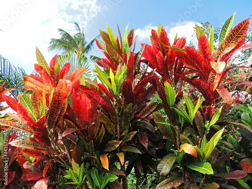 colorful  tropical croton foliage in kauai, hawaii       photo