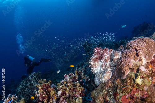 Camouflaged and colourful octopus sitting on a reef with deep blue background