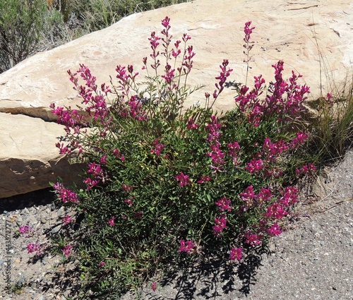 purple rimrock milkvetch wildflowers in colorado national monument,  near fruita, colorado   photo