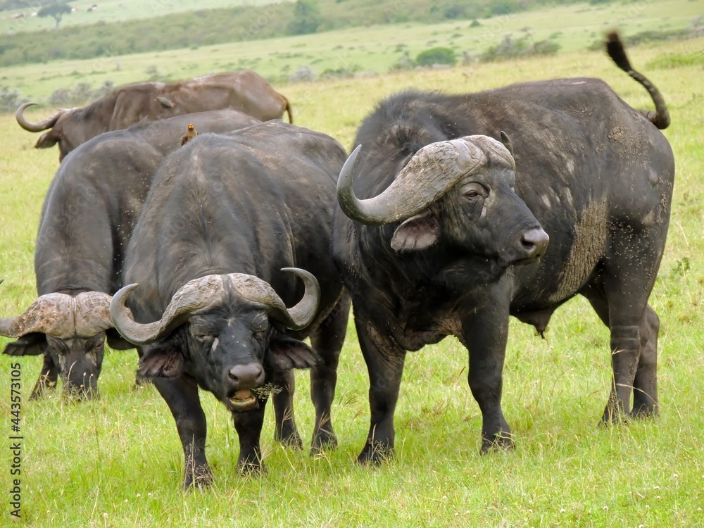 Fototapeta premium dangerous cape buffalo grazing in a green savannah in maasai mara game reserve, in narok, kenya, east africa