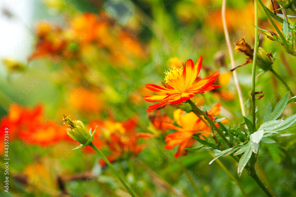 Orange flower in beautiful nature and bright of sunshine with blur orange floral background Orange flower in beautiful nature and bright of sunshine with blur orange floral background