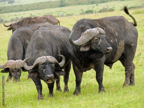dangerous cape buffalo grazing in a green savannah in maasai mara game reserve, in narok, kenya, east africa