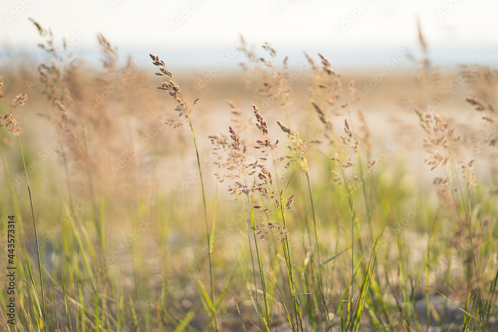 Selective soft focus of beach dry grass, reeds, stalks blowing on the wind at golden sunset light, blurred sea on background. Nature, summer, grass concept