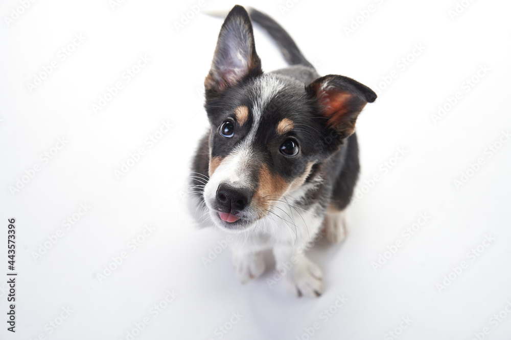 funny border collie puppy. happy dog is grinning, playing 