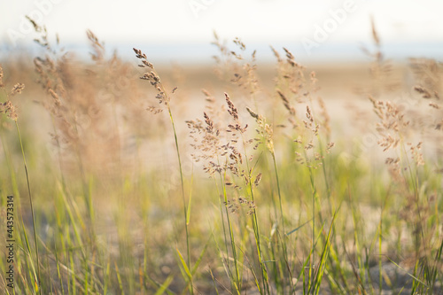 Selective soft focus of beach dry grass, reeds, stalks blowing on the wind at golden sunset light, blurred sea on background. Nature, summer, grass concept