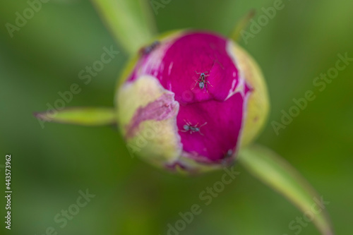 Close up macro view of pink peony bud. Gardening concept.