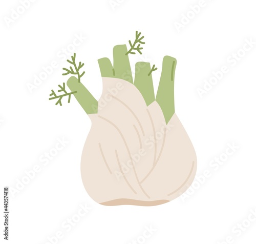 Bulb-like fennel root with leaves. Icon of green organic vegetable. Fresh raw aromatic finocchio plant. Colored flat vector illustration of healthy food isolated on white background