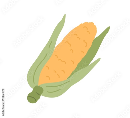 Yellow corn cob with leaves. Sweet maize in husk. Ripe corncob with leaf. Fresh cereal vegetable. Raw veggie. Colored flat vector illustration of sweetcorn isolated on white background