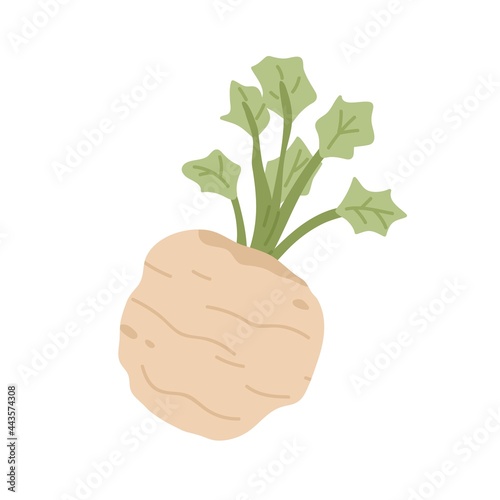 Celery root with leaf. Icon of celeriac herb. Raw fresh vegetable. Aromatic food plant. Colored flat vector illustration isolated on white background photo