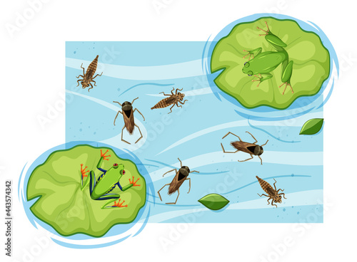 Top view of aquatic insects in the pond
