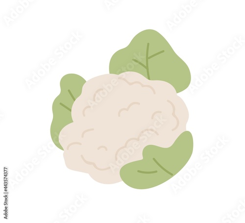 Fresh raw cauliflower with leaf. Healthy food plant. Icon of vegetable with leaves. Colored flat vector illustration of veggie isolated on white background