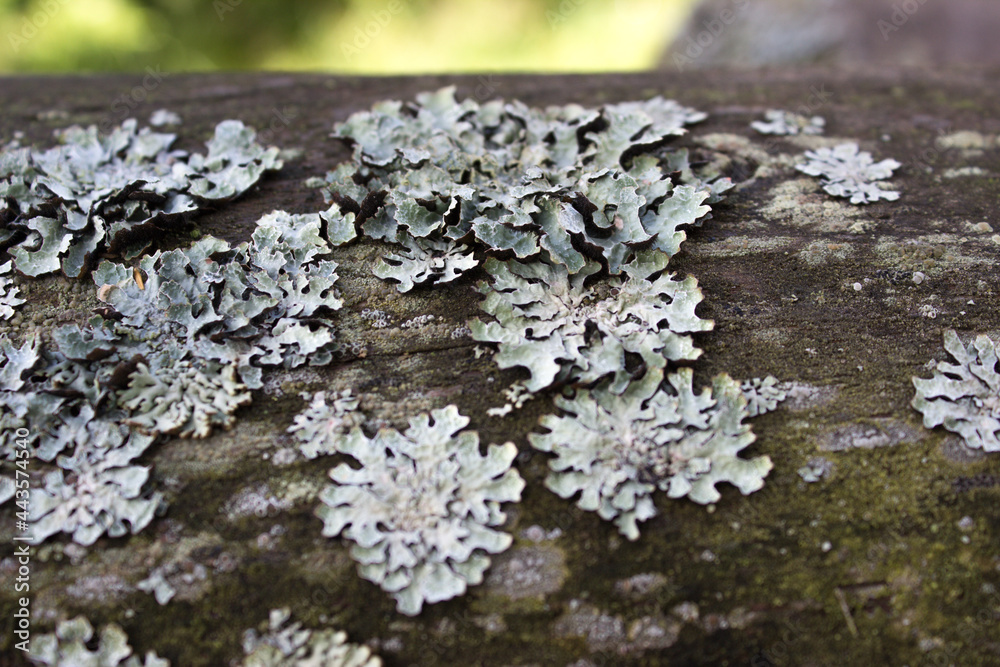 Gray lichen on a tree with small bushes Gray lichen on a tree with small bushes
