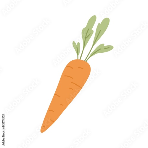 Carrot with tops. Orange tuber and leaf of fresh raw root vegetable. Sweet vegetarian food. Colored flat vector illustration of crunchy veggie isolated on white background