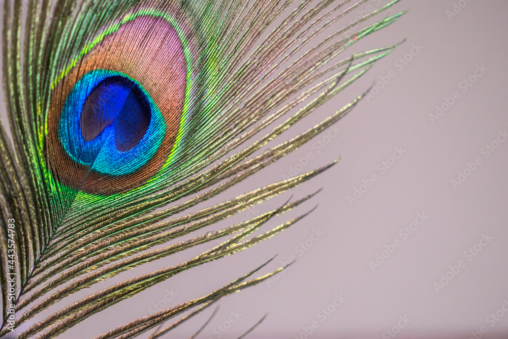 Fototapeta premium a closeup of a colorful peacock feather 
