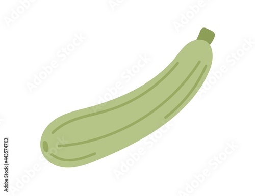 Green squash vegetable. Courgette icon isolated on white background. Fresh raw food plant. Natural healthy veggie. Flat vector illustration of whole zucchini