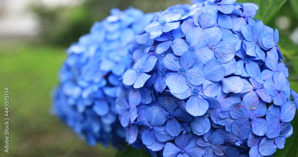 Hydrangea flower at the garden in Japan rainy day closeup handheld Hydrangea flower at the garden in Japan rainy day closeup handheld