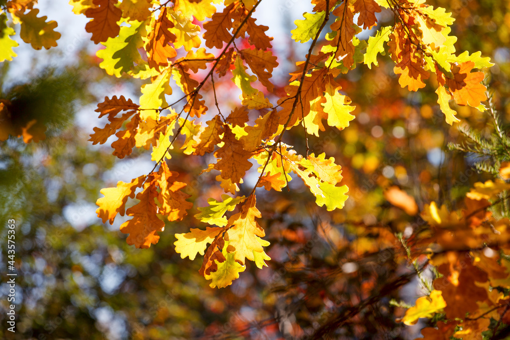 Beautiful autumn landscape with yellow trees and sun. Colorful foliage in the park. Falling leaves natural background, Sunny warm september october day Beautiful autumn landscape with yellow trees and sun. Colorful foliage in the park. Falling leaves natural background, Sunny warm september october day