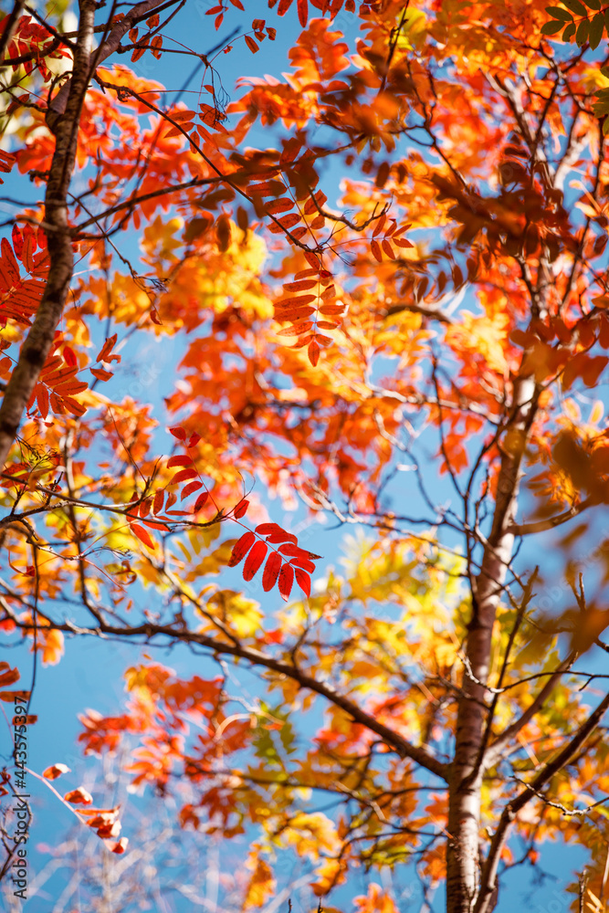 Beautiful autumn landscape with red yellow rowan trees on blue sky, sunny day. Colorful foliage in the park. Falling leaves natural background, Sunny warm september october day Beautiful autumn landscape with red yellow rowan trees on blue sky, sunny day. Colorful foliage in the park. Falling leaves natural background, Sunny warm september october day