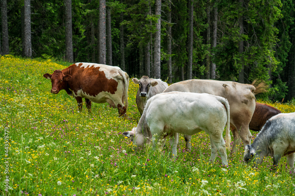 cows are grazing on a meadow with wild flowers cows are grazing on a meadow with wild flowers
