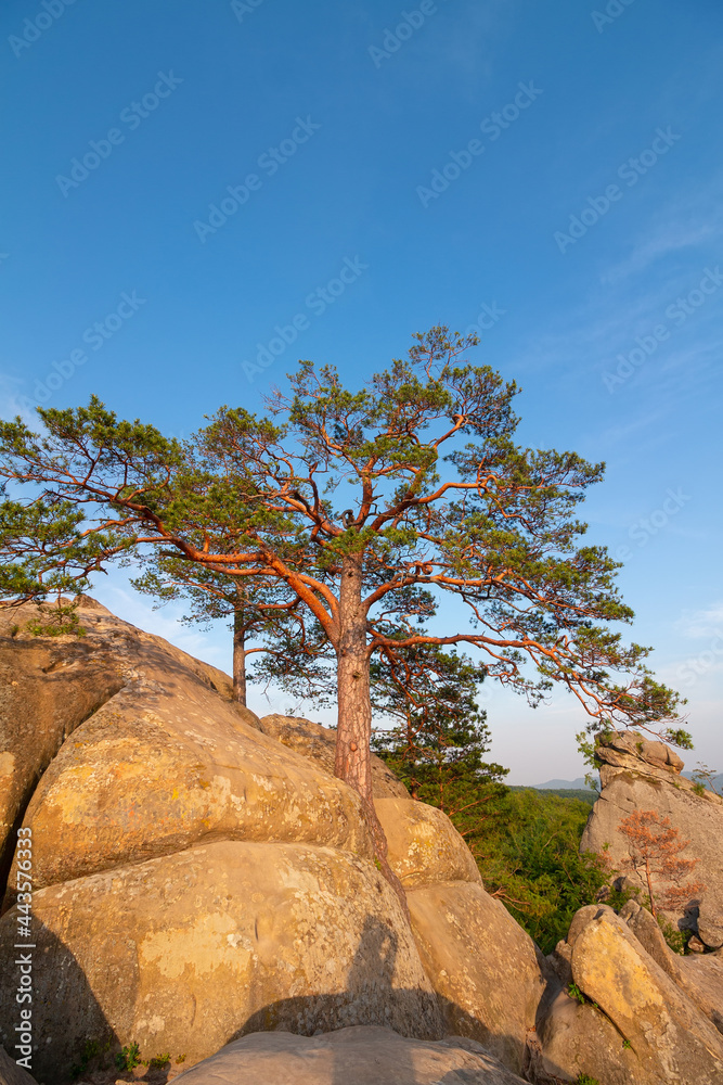 Pine tree growing among high rocks at Carpathian mountains, nature landscape Pine tree growing among high rocks at Carpathian mountains, nature landscape