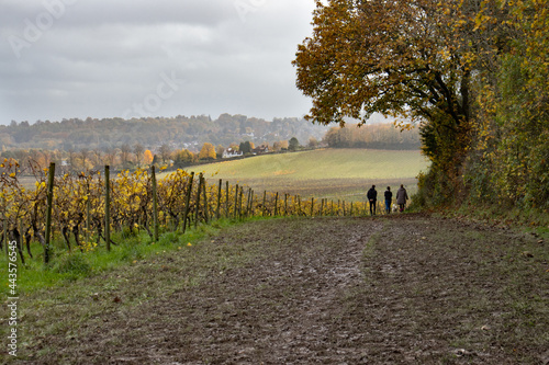 Family and dog take an autumnal walk along a footpath with overhanging tree and vineyard either side