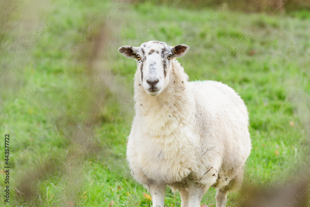 Obraz premium North of England or North Country Mule sheep on a farm in North Wales in the winter