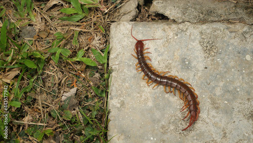 The Giant red Centipede dangerous animal in the Garden and Courtyard.