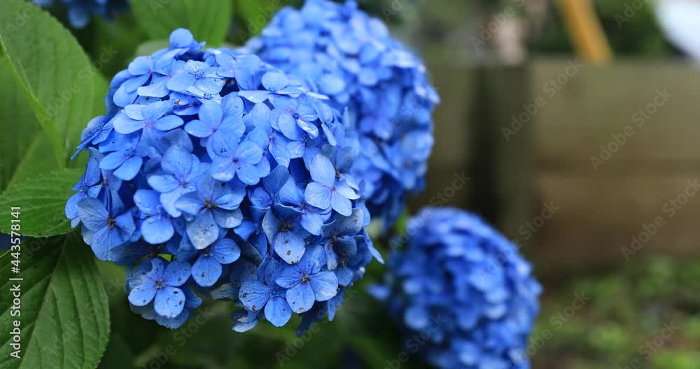 Hydrangea flower at the garden in Japan rainy day close shot handheld Hydrangea flower at the garden in Japan rainy day close shot handheld