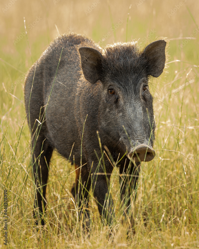 Indian boar or Andamanese or Moupin pig a subspecies of wild boar head on portrait at ranthambore national park or tiger reserve rajasthan india - Sus scrofa cristatus Indian boar or Andamanese or Moupin pig a subspecies of wild boar head on portrait at ranthambore national park or tiger reserve rajasthan india - Sus scrofa cristatus