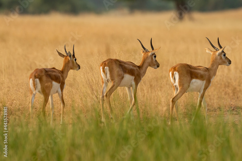 blackbuck or antilope cervicapra or indian antelope herd or group walking together in pattern in grassland of tal chhapar sanctuary churu rajasthan india photo