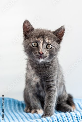 Little grey kitten sitting on a blue knitted fabric and looking straight at camera