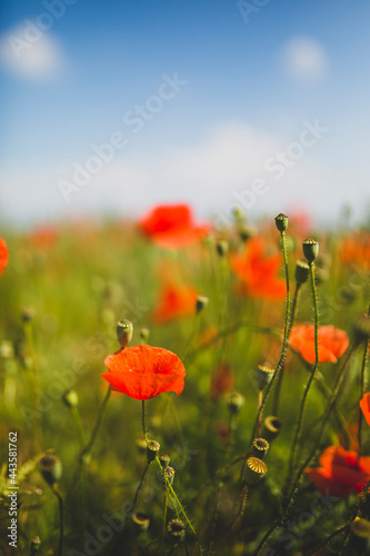 Meadow full of poppies on a beautiful sunny day