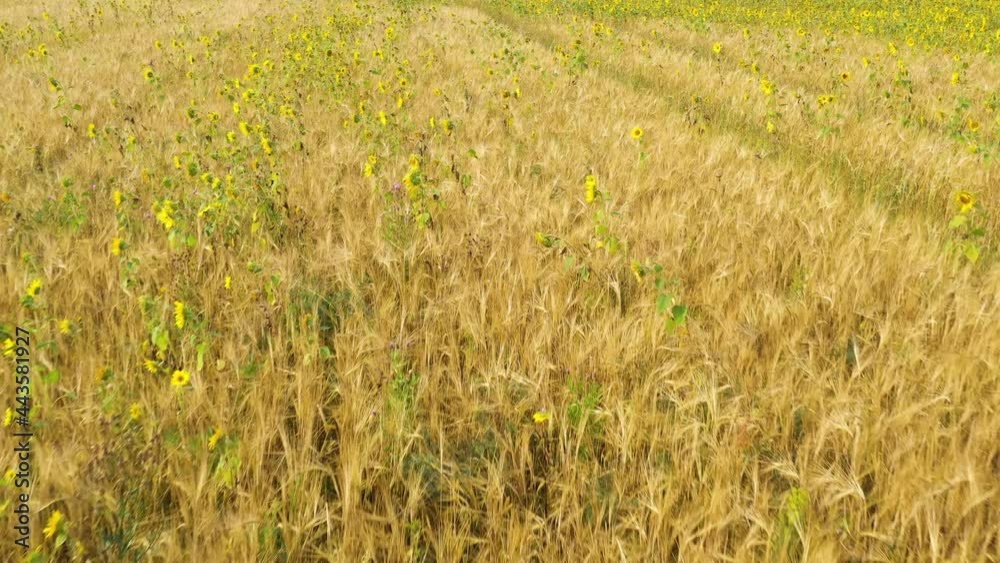 Top view of field with yellow sunflowers and golden ears of wheat on a summer day. Top view of field with yellow sunflowers and golden ears of wheat on a summer day.