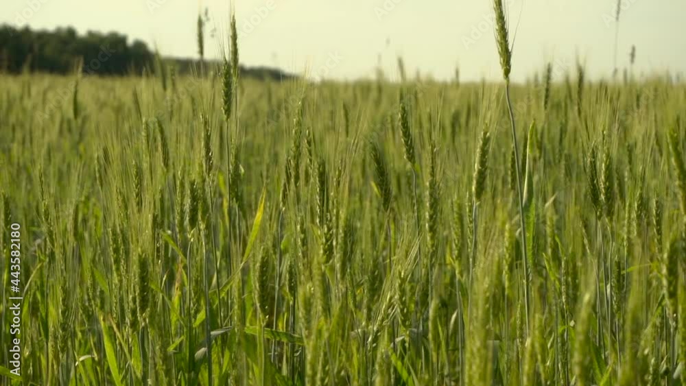 Wheat agricultural field in summer at sunset. Countryside landscape with ears and a harvest of rye and wheat as raw materials for flour, bread and food. Agriculture and grain cultivation concept Wheat agricultural field in summer at sunset. Countryside landscape with ears and a harvest of rye and wheat as raw materials for flour, bread and food. Agriculture and grain cultivation concept