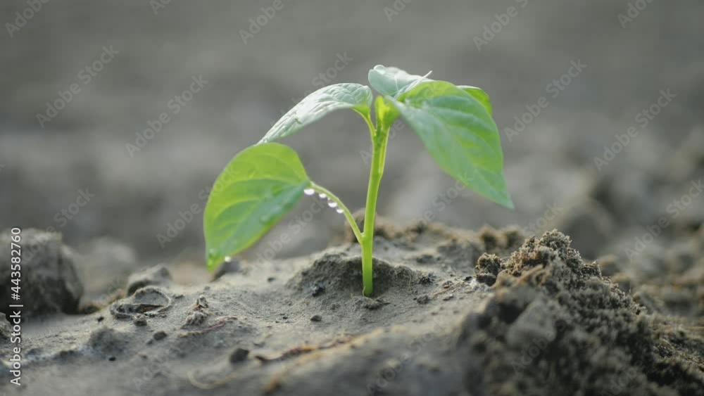 Plant growth. Close up hands holding sapling of young green plant. Earth day spring holiday. Female hand plants young green plant in earth. Concept nature conservation. Ecology protection. Save planet