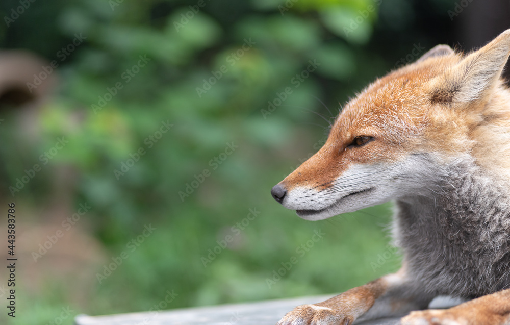 Naklejka premium 可愛いキツネ