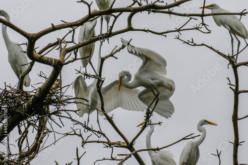 Canvas Print July 6, 2021-Yecheon, South Korea-A White Heron flock at habitat in Yecheon, South Krea