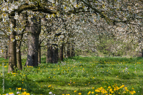 Flowering blossom trees photo