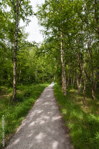 Obraz na płótnie Bospad, Forest path w salonie