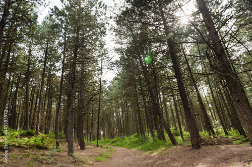 Naaldbomen, Conifers photo