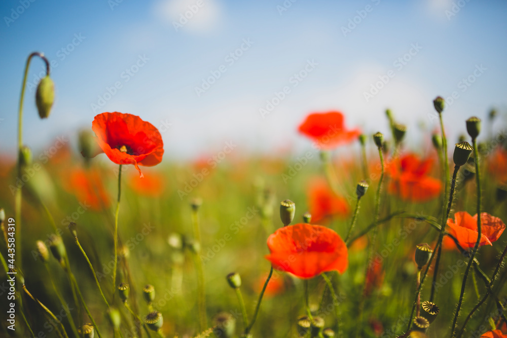 Obraz premium Meadow full of poppies on a beautiful sunny day