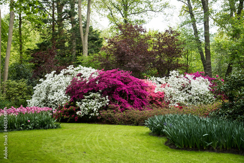 Flowering Rhododendron in a park #443584317