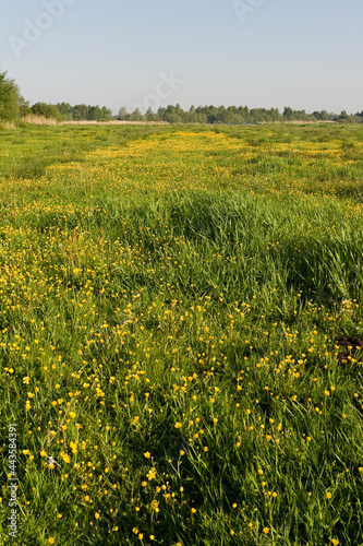 Bloemenveld, Field of flowers photo