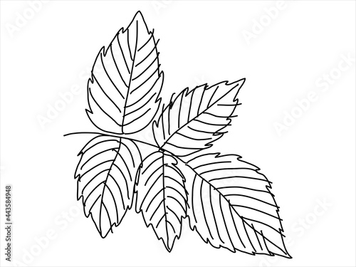 Raspberry leaf in the doodle style. Hand-drawn silhouette.  Botanical medicinal vector plant 
