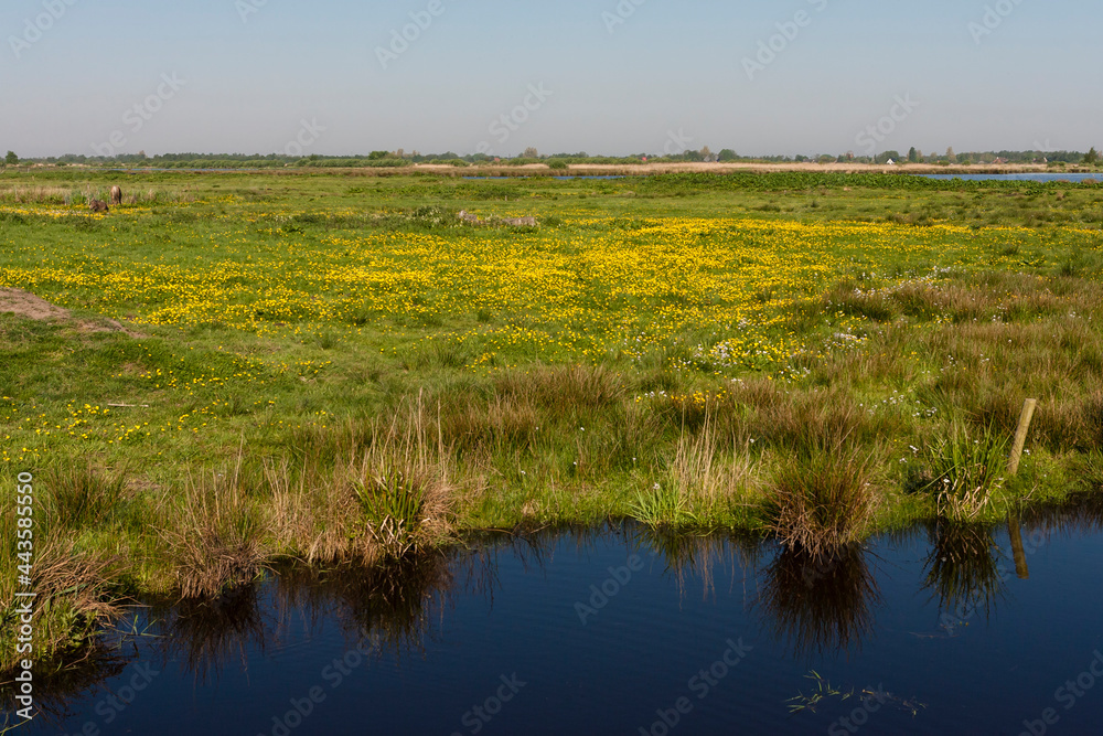 Fototapeta premium Bloemenveld, Field of flowers