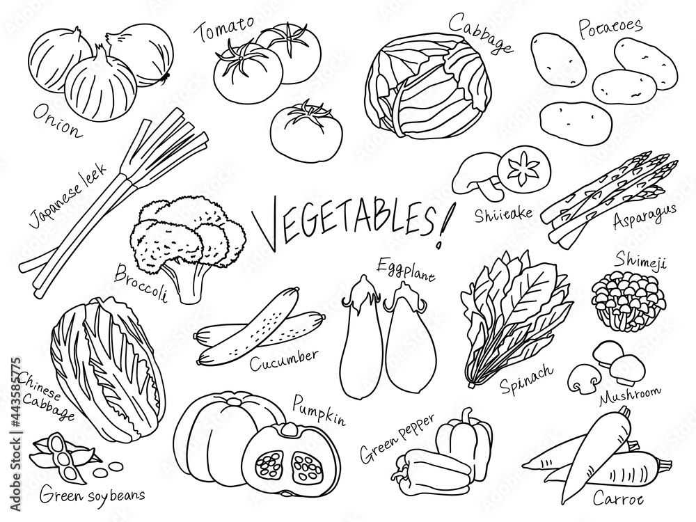  Vegetables line drawing vector illustration set.