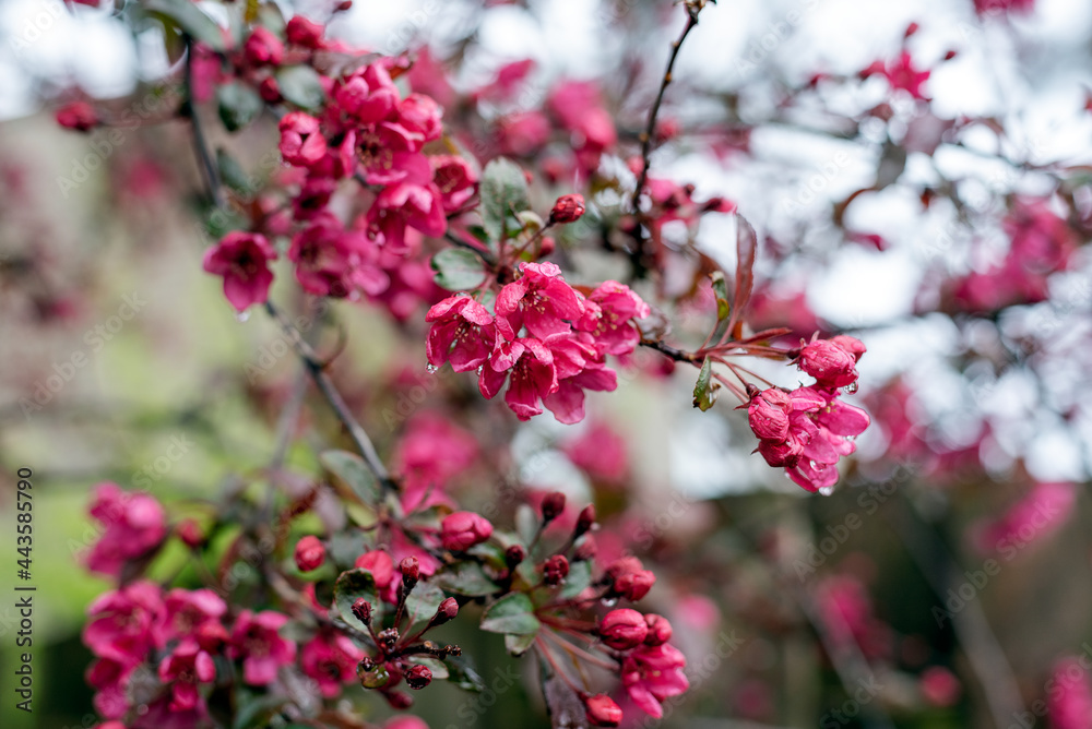 Blooming tree with pink flowers in raindrops. Blooming tree with pink flowers in raindrops.