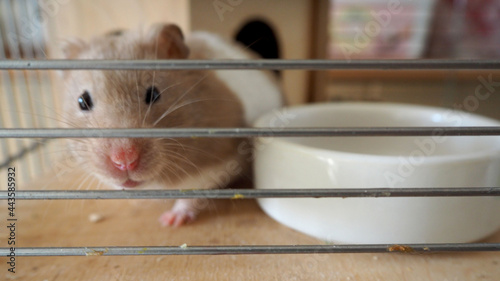 a beige and white Syrian hamster sits in a cage next to a white food bowl . front view