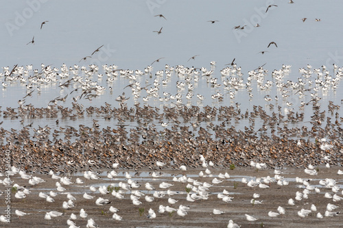 Vogels op Waddenzee, Birds at Wadden Sea photo
